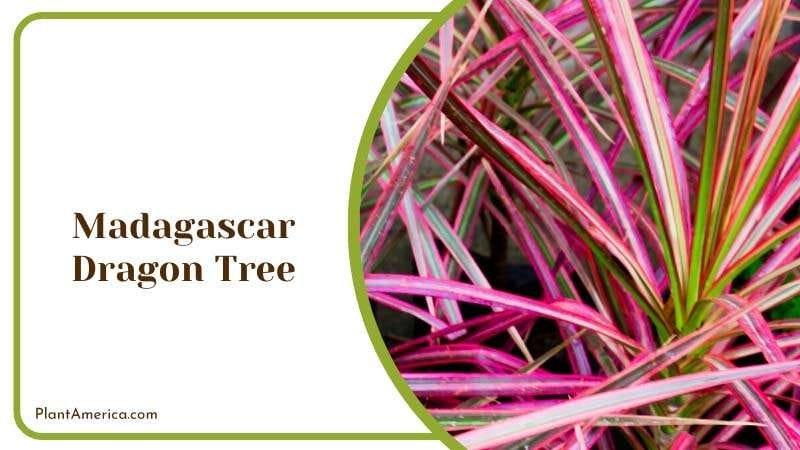 Striking Form of Madagascar Dragon Tree Plant America