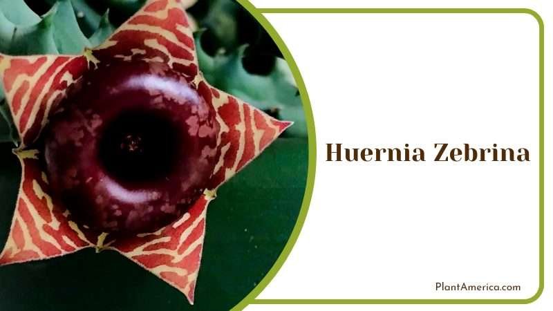 Striking Huernia Zebrina Flowers Plant America