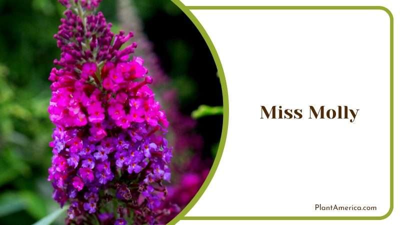 Striking Miss Molly Bush Plant America