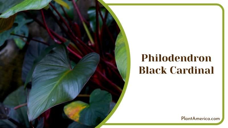 Striking Philodendron Black Cardinal Plant America Striking Philodendron Black Cardinal Plant America