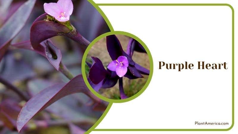 Striking Purple Heart Plants Plant America