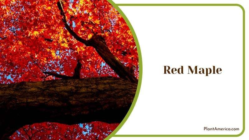 Striking Red Maple Plant America