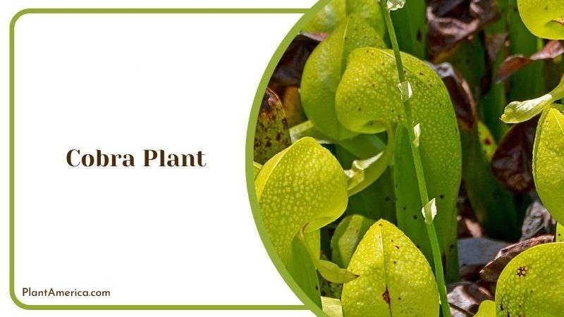 Striking Tall Cobra Plant Plant America