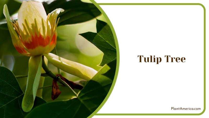 Striking Tulip Tree Plant America