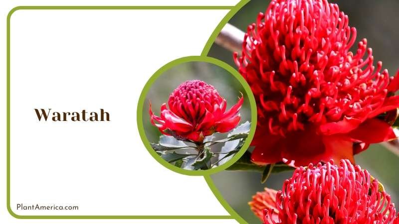 Striking Waratah Flowers Plant America
