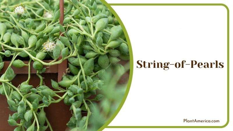 String of Pearls Plant America