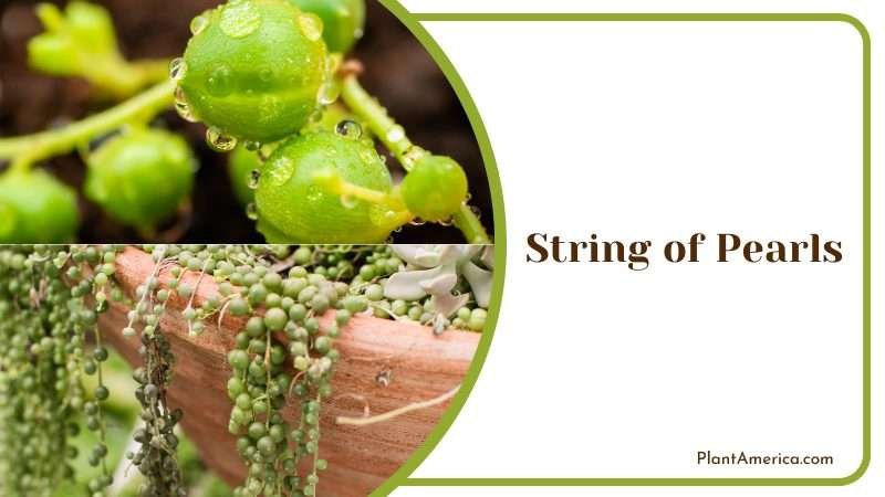String of Pearls in Sunlight Plant America