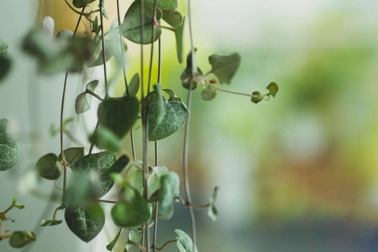 String of hearts Plant America String of hearts Plant America