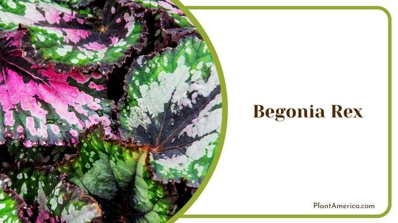 Striped Begonia Rex Plants Plant America