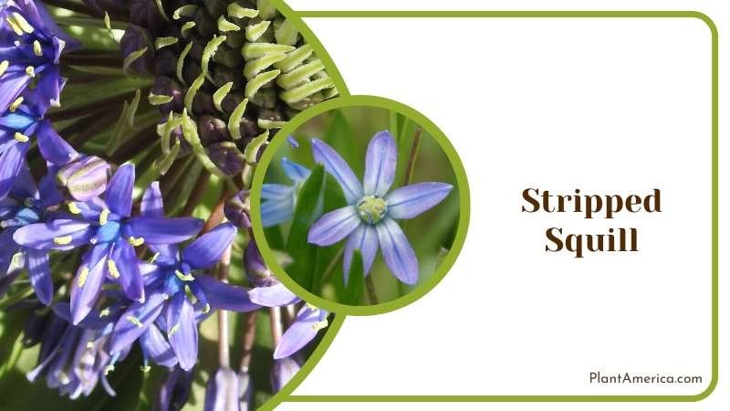 Stripped Squill Characteristics Plant America