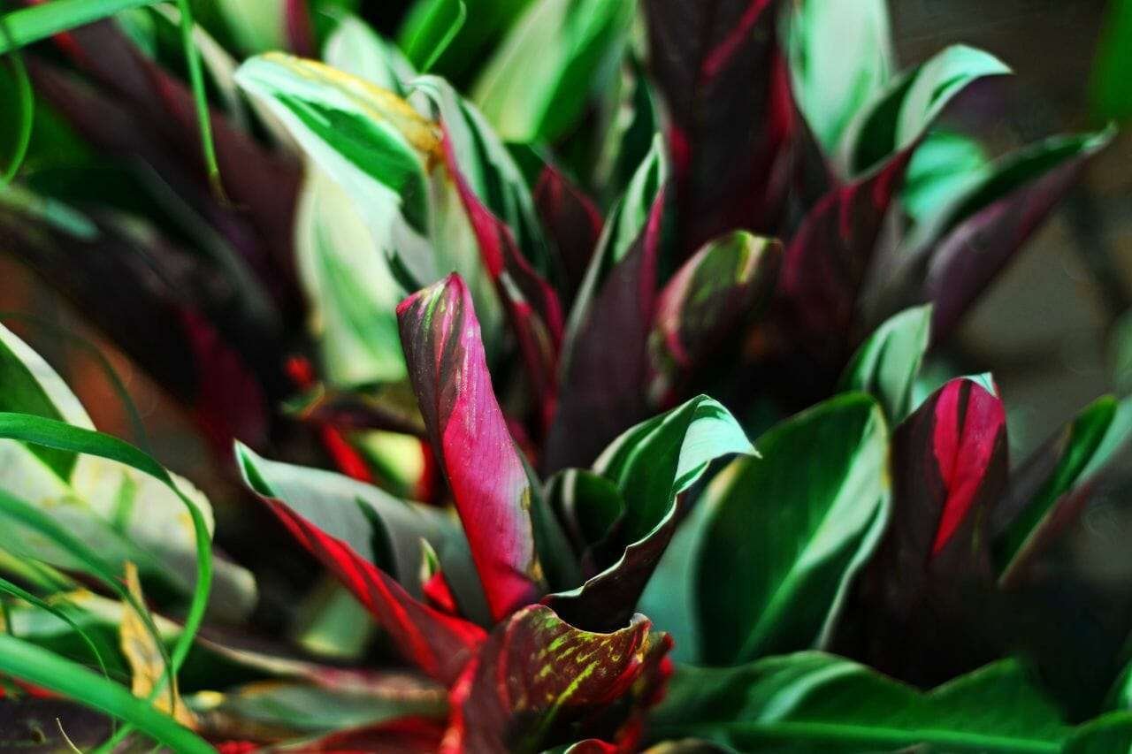 Stromanthe Triostar Plant America