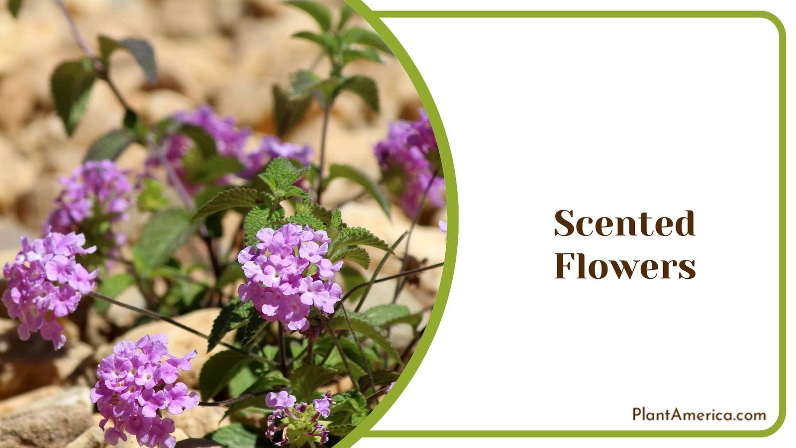 Strongly Scented Flowers Plant America