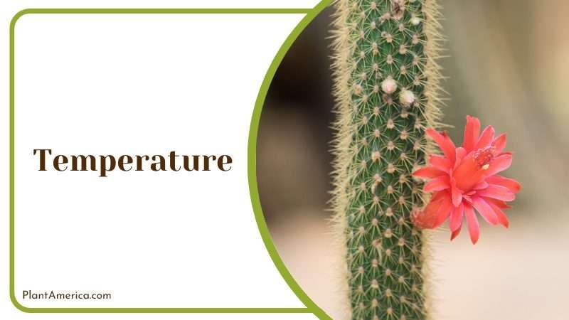 Strophocactus Testudo Indoors Plant America