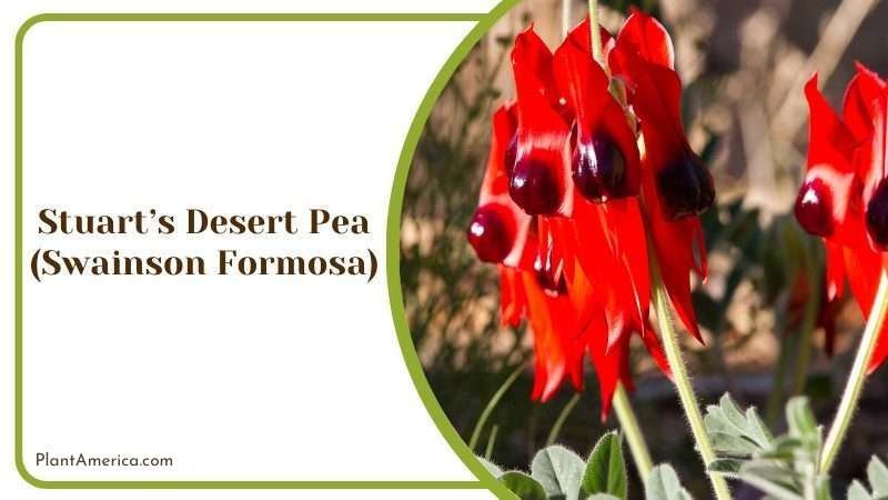Stuarts Desert Pea Plant America