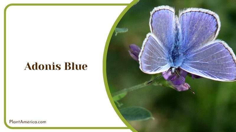 Stunning Adonis Blue Flowers Plant America