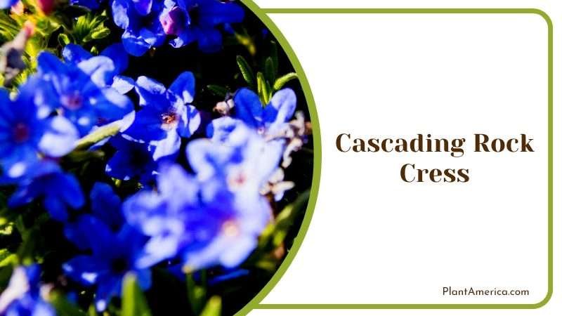 Stunning Cascading Rock Cress Plant America