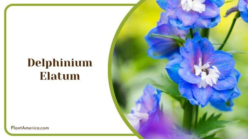 Stunning Delphinium Elatum Plant America