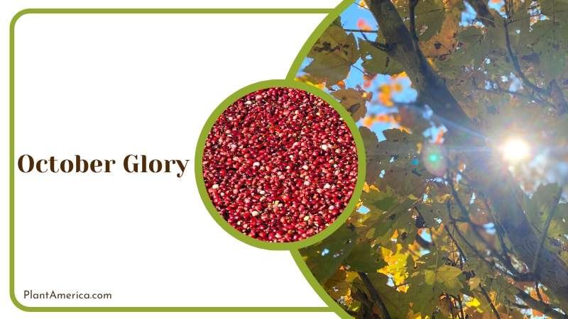 Stunning October Glory Trees Plant America Stunning October Glory Trees Plant America