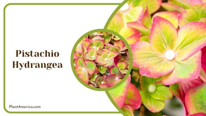 Stunning Pistachio Hydrangea Plant America