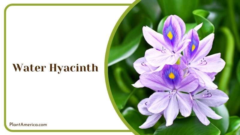 Stunning Water Hyacinth Plant America
