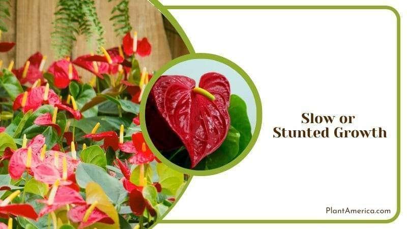 Stunted Growth in Anthurium ~ Plant America