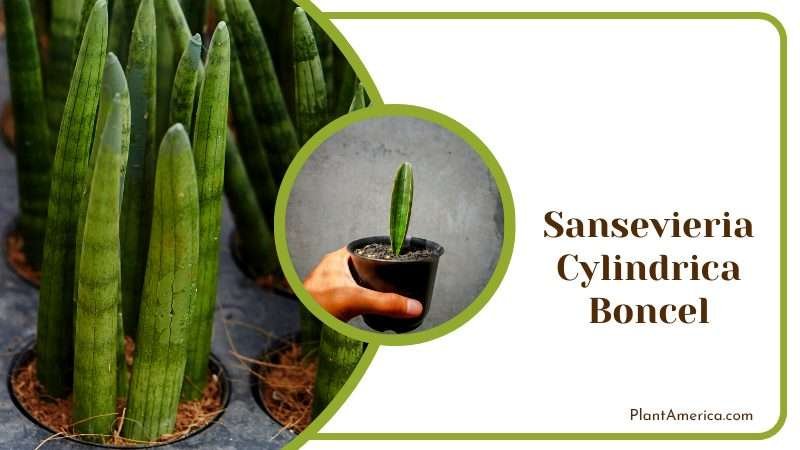 Sturdy Sansevieria Cylindrica Boncel Aloes PlantAmerica