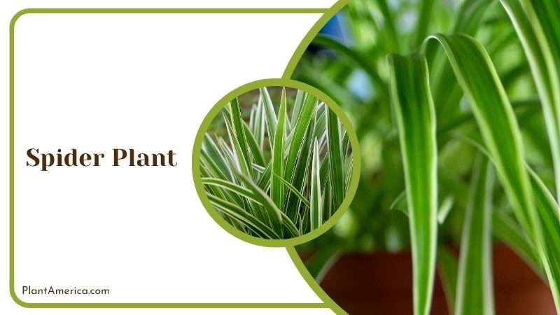 Stylish Spider Plant Plant America