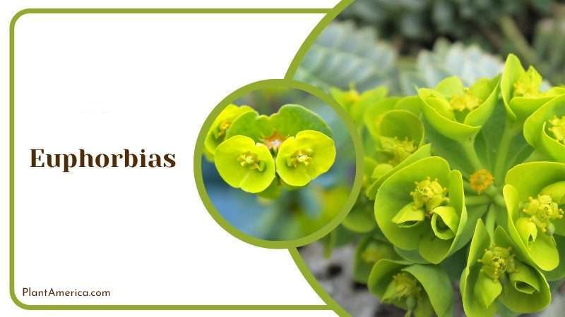 Succulent Euphorbias Plant America Succulent Euphorbias Plant America