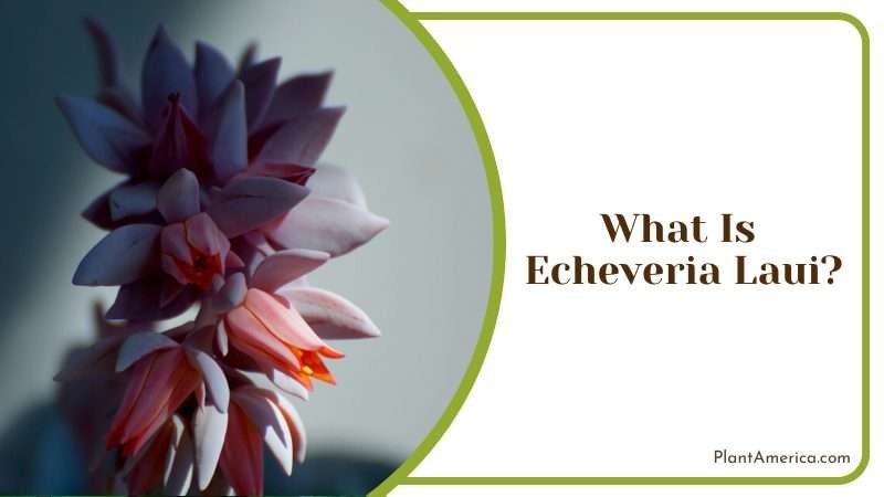 Succulent Flower of Echeveria Laui Plant America