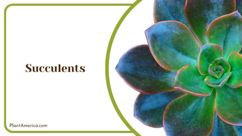 Succulent Isolated Plant Plant America Succulent Isolated Plant Plant America
