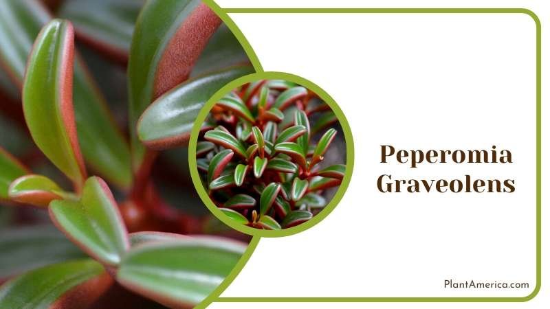 Succulent Leaves of Peperomia Graveolens Plant America