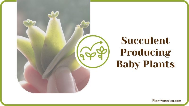 Succulent Producing Baby Plants Plant America Succulent Producing Baby Plants Plant America