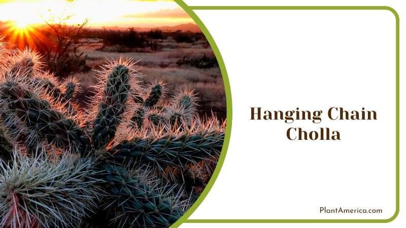 Succulent with Unique Characteristics Plant America