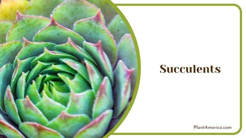 Succulents Plant America Succulents Plant America