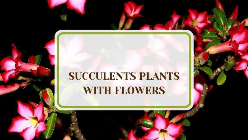 Succulents Plants With Flowers Plant America 8 Succulents Plants With Flowers: Adding Colors Around