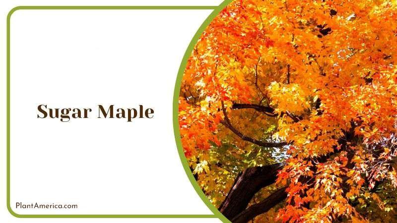 Sugar Maple Care Suggestions PlantAmerica