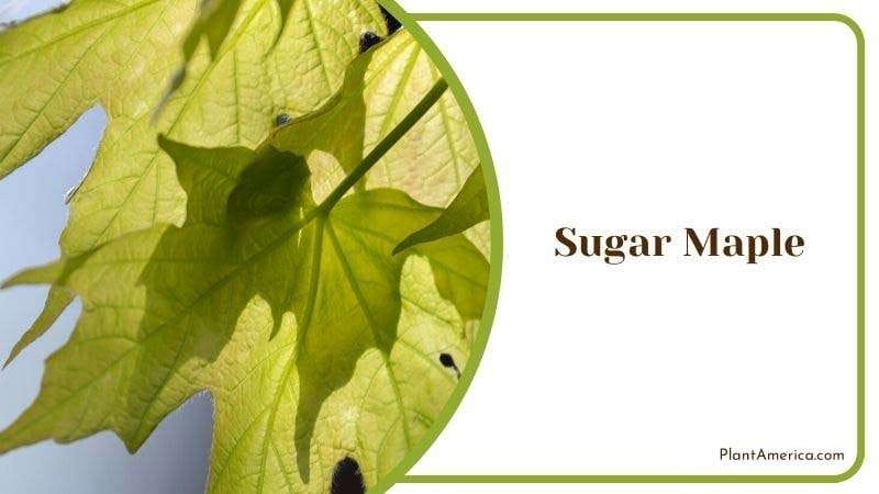Sugar Maple Plant America Sugar Maple Plant America
