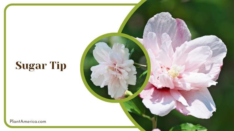 Sugar Tip Flower Plant America Sugar Tip Flower Plant America