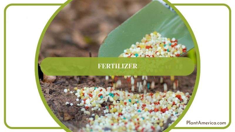 Suggested Fertilizer for Cactus Plant Plant America