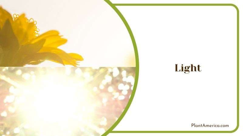 Suggested Light for Haworthia Coarctata Plant America Suggested Light for Haworthia Coarctata Plant America