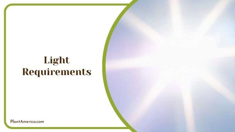 Suggested Light for Philodendron Plant Plant America