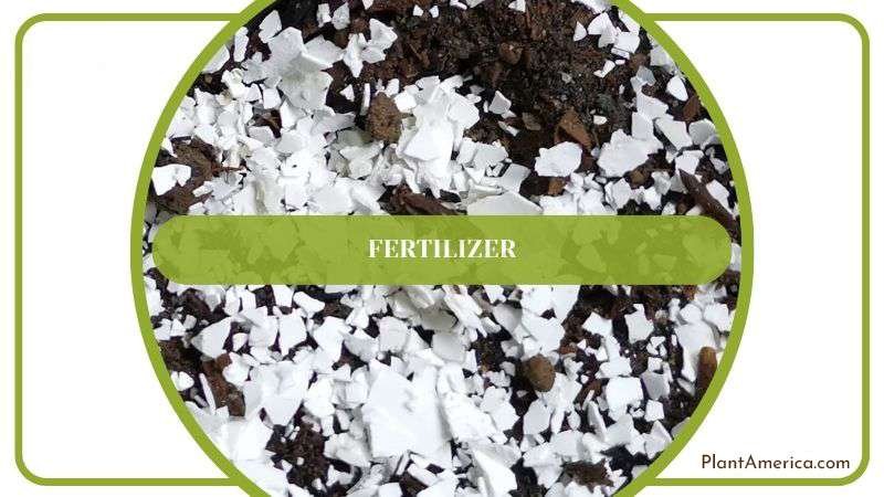 Suitable Fertilizer for Jamacaru Plant Plant America