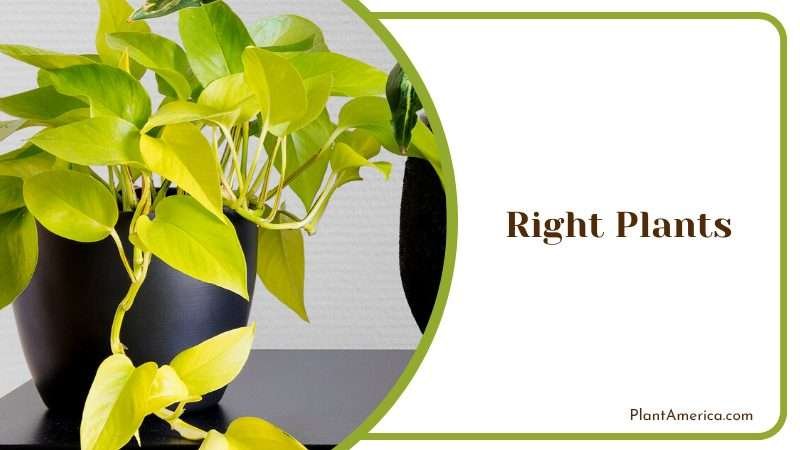 Suitable Indoor Plants Plant America