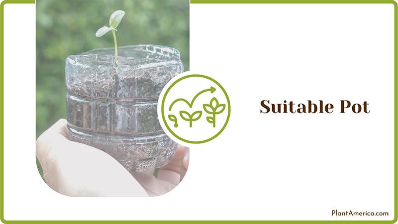 Suitable Pot for Begonia Plants ~ PlantAmerica