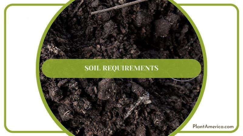 Suitable Soil for Crassula Rupestris Plant America