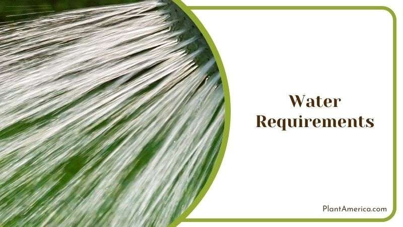 Suitable Watering Regime for Begonia ~ Plant America