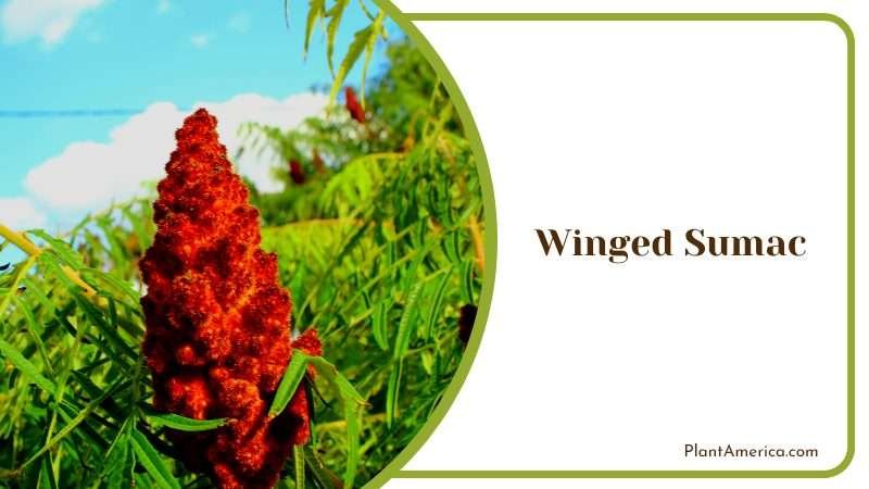 Sumac Flower and Leaf with Blue Sky PlantAmerica