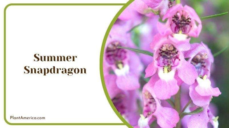 Summer Snapdragon Plant America Summer Snapdragon Plant America