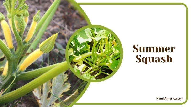 Summer Squash natural barrier PlantAmerica