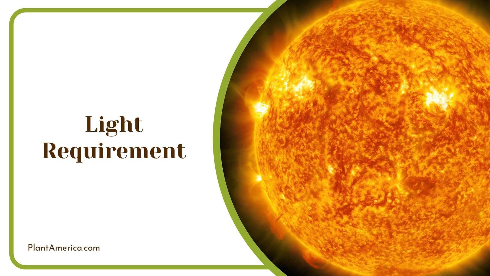 Sun Planet In Space Plant America